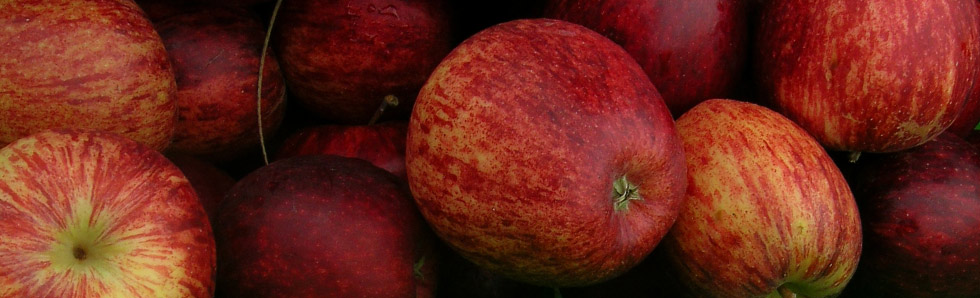 Waikato Farmers Market