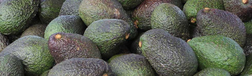 Waikato Farmers Market